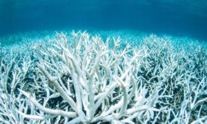 سفیدشدگی مرجان های کیش در پی افزایش بی سابقه دمای آب