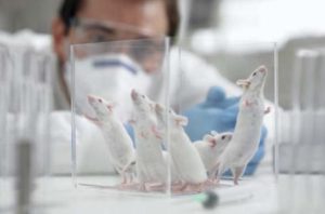 واحد صدور گواهی سلامت حیوانات آزمایشگاهی موسسه «رازی» راه اندازی شد