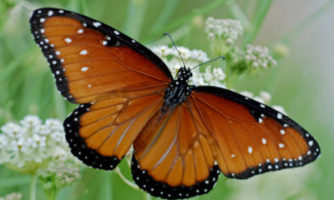 پروانه های زیبای دشتهای آمریکا