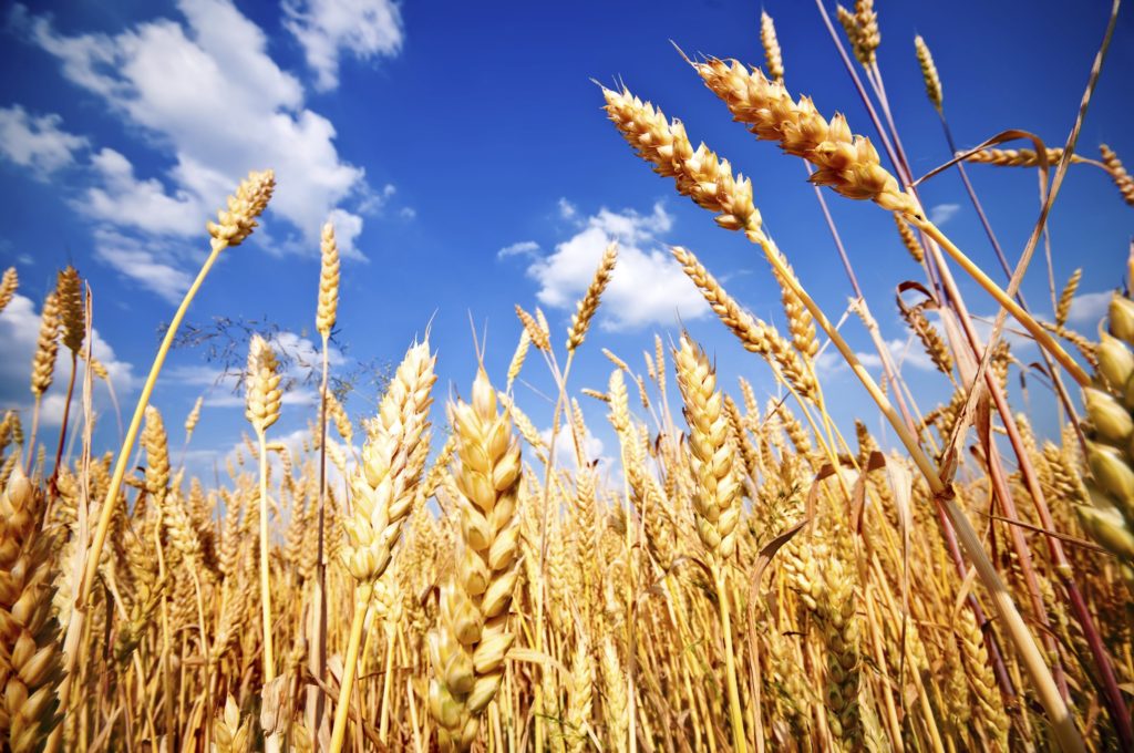تولید گندم تراریخته بدون گلوتن برای مبتلایان سلیاک