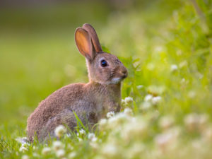 با همکاری محقق ایرانی دانشگاه اپسالا انجام شد: شناسایی ژنتیک اهلی سازی خرگوش ها/ بررسی درمان فوبیا در انسان با یافته های تحقیق