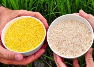 برنج تراریخته در بازار استرالیا و نیوزیلند/رفع کمبود ویتامین A با مصرف برنج طلایی!
