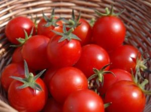 تولید گوجه فرنگی تراریخته در ترکیه