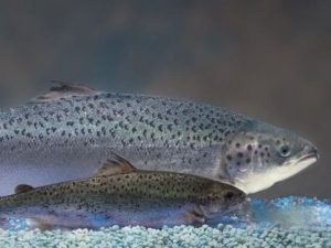 تولید نخستین ماهی تراریخته با مصرف غذایی در کانادا