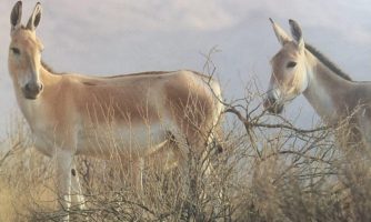 بازگشت گور خر ایرانی به پارک ملی کویر پس از ۳۳ سال