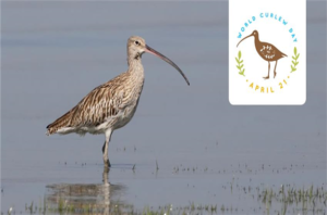 ثبت روز جهانی «پرندگان کنار آبزی» در تقویم محیط زیست