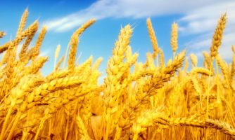 تولید گندم تراریخته با عملکردی ۱۱ درصد بیش از ارقام معمولی