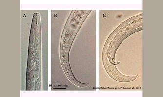 کشف چهارمین جنس نادر از نماتدها در کشور