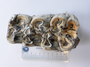 کشف دو قطعه فسیل دندان کواترنر در کشور