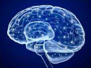 ساخت نرم افزار تشخیص “نوع نورون در داخل قشر مغز” توسط پزوهشگران کشور