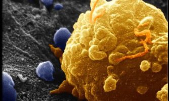 طراحی کمپلکس نانو دارو برای توقف رشد سلول های سرطانی توسط پژوهشگران کشور