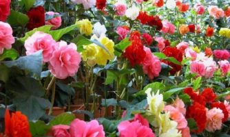 محبوبترین گل ها در بازار ۵۰۰ میلیون دلاری گل ایران کدام اند؟/ ایرانی ها سالی ۶۰ هزار تومان صرف خرید گل می کنند!