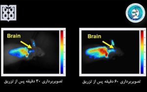 در دانشگاه علوم پزشکی تهران محقق شد: ردیابی مسیر دارورسانی به مغز با تصویربرداری اپتیکی