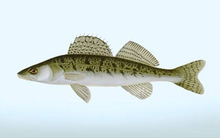 اهلی‌سازی ماهی سوف سفید با هدف تأمین مولدین بازسازی ذخایر در کشور