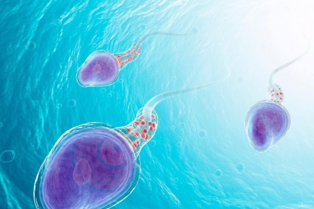 یافته جدید محققان درباره روند ایجاد اسپرم و درمان ناباروری مردان