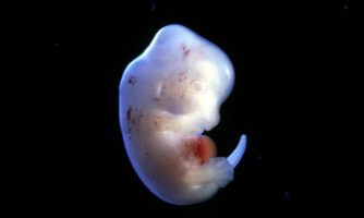 مجوز نخستین آزمایش جنین انسان – حیوان در ژاپن/نگرانی از ایجاد موش هایی با قوای شناخت انسانی
