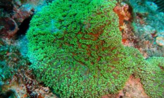 مشاهده دو گونه نادر از مرجان‌های سخت در خلیج فارس