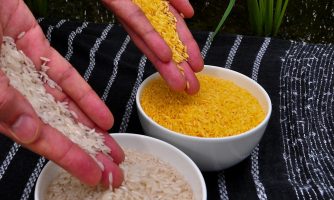 پیشگیری از نابینایی کودکان با برنج تراریخته/ نخستین مجوز تجاری سازی برنج طلایی حاوی ویتامین A صادر شد