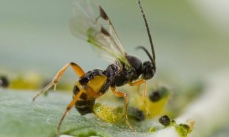 دستیابی به تکنیک‌ پرورش انبوه زنبورهای پارازیتویید شته با همکاری یک دانشگاه ایتالیایی