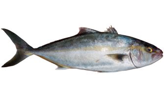 گونه مناسب برای تکثیر ماهیان دریایی در خلیج فارس و دریای عمان چیست؟