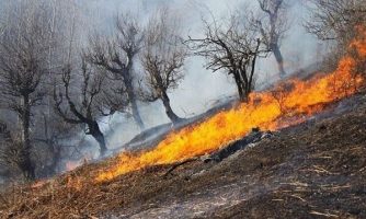 احیای پوشش‌های گیاهی بعد از آتش‌سوزی با گیاهان پرستار