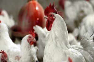 مرغ خروس آرین