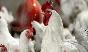 تولید رقیق‌کننده انجمادی اسپرم در راستای ایجاد بانک اسپرم خروس «آرین»