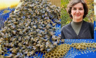 یافته های جالب محقق ایرانی درباره رفتار منعطف و مساله محور زنبورها در ساخت کندو