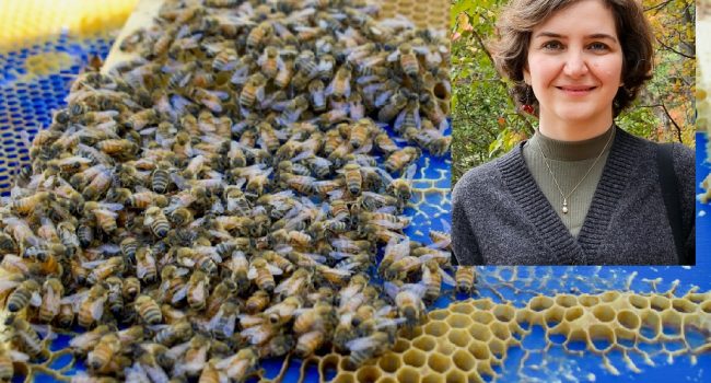 یافته های جالب محقق ایرانی درباره رفتار منعطف و مساله محور زنبورها در ساخت کندو