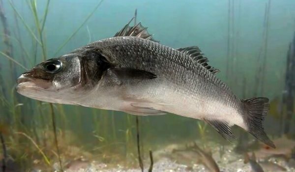 دستیابی محققان ایرانی به روشی نوین در تکثیر مصنوعی ماهی باس دریایی آسیایی