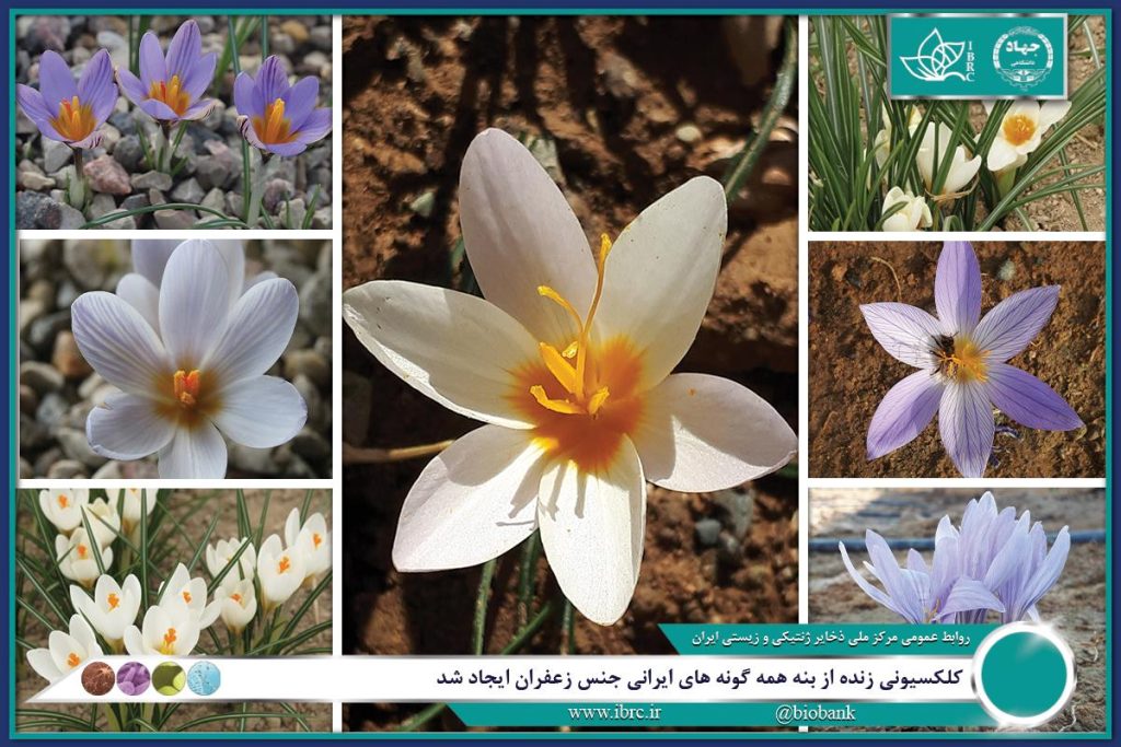 معرفی شش گونه جدید زعفران از ایران برای نخستین بار در جهان