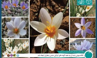 معرفی شش گونه جدید زعفران از ایران برای نخستین بار در جهان