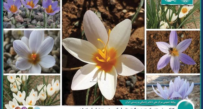 معرفی شش گونه جدید زعفران از ایران برای نخستین بار در جهان