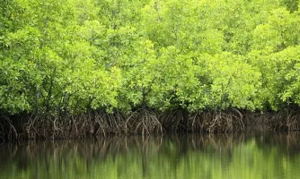 انتشار نخستین رده‌بندی جهانی وضعیت جنگل‌های مانگرو/ هشدار پژوهشگر ایرانی درباره تهدیدات جنگل‌های حرا