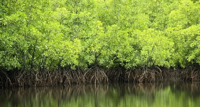 انتشار نخستین ردهبندی جهانی وضعیت جنگلهای مانگرو/ هشدار پژوهشگر ایرانی درباره تهدیدات جنگلهای حرا