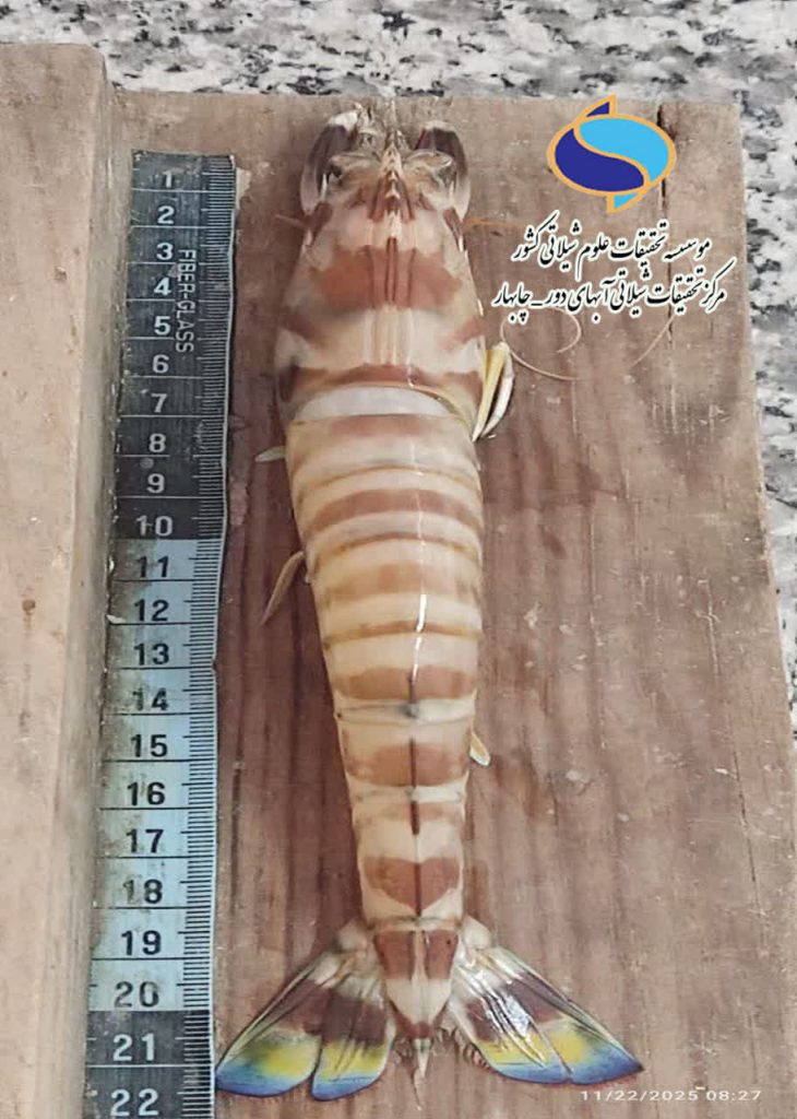 میگوی ژاپنی