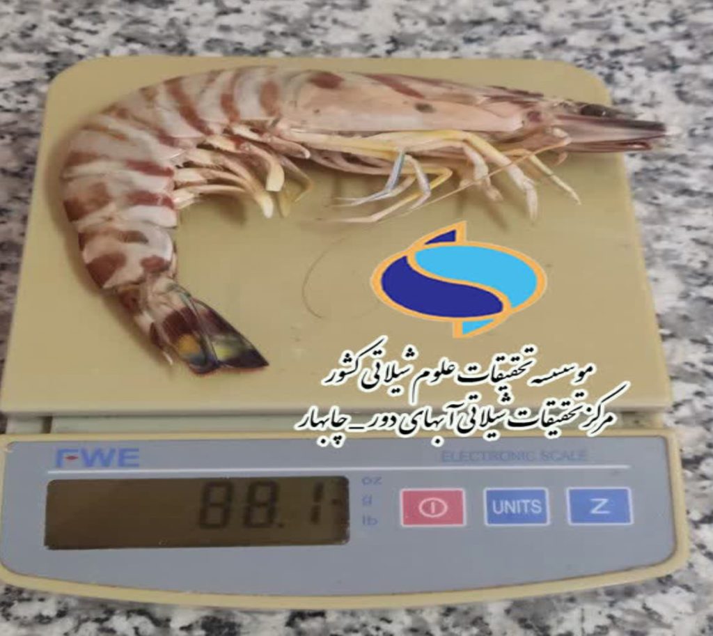 مشاهده میگوی ژاپنی برای نخستین‌بار در سواحل مکران