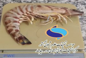 میگوی ژاپنی