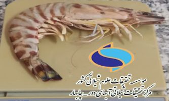 میگوی ژاپنی