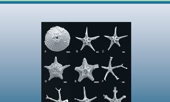 Deep-Sea Research Part II