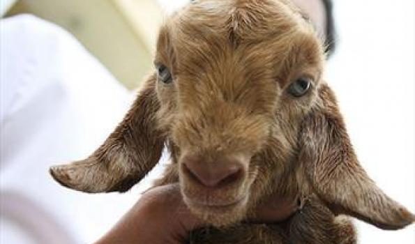 دستاورد جدید محققان ایرانی در ویرایش ژن‌های بز با فناوری «کریسپر»