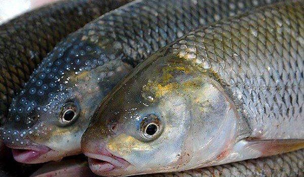 ثبت توالی ترانسکریپتوم نژادهای مختلف ماهی سفید در کشور