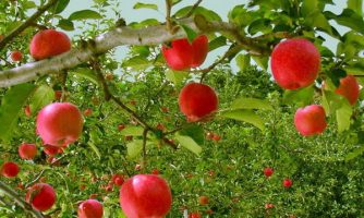 کشت نهال‌های سالم سازی شده در بیش از سه هزار هکتار از باغات کشور