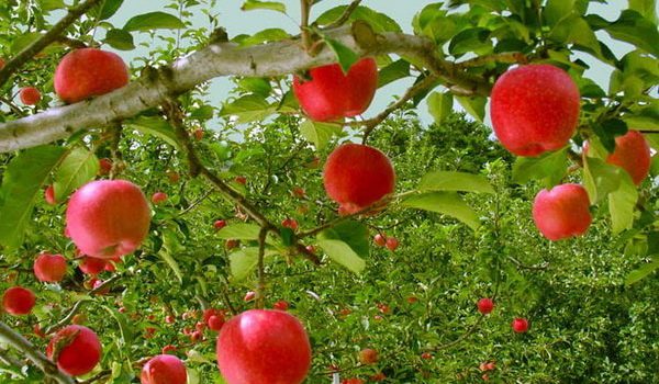 کشت نهال‌های سالم سازی شده در بیش از سه هزار هکتار از باغات کشور