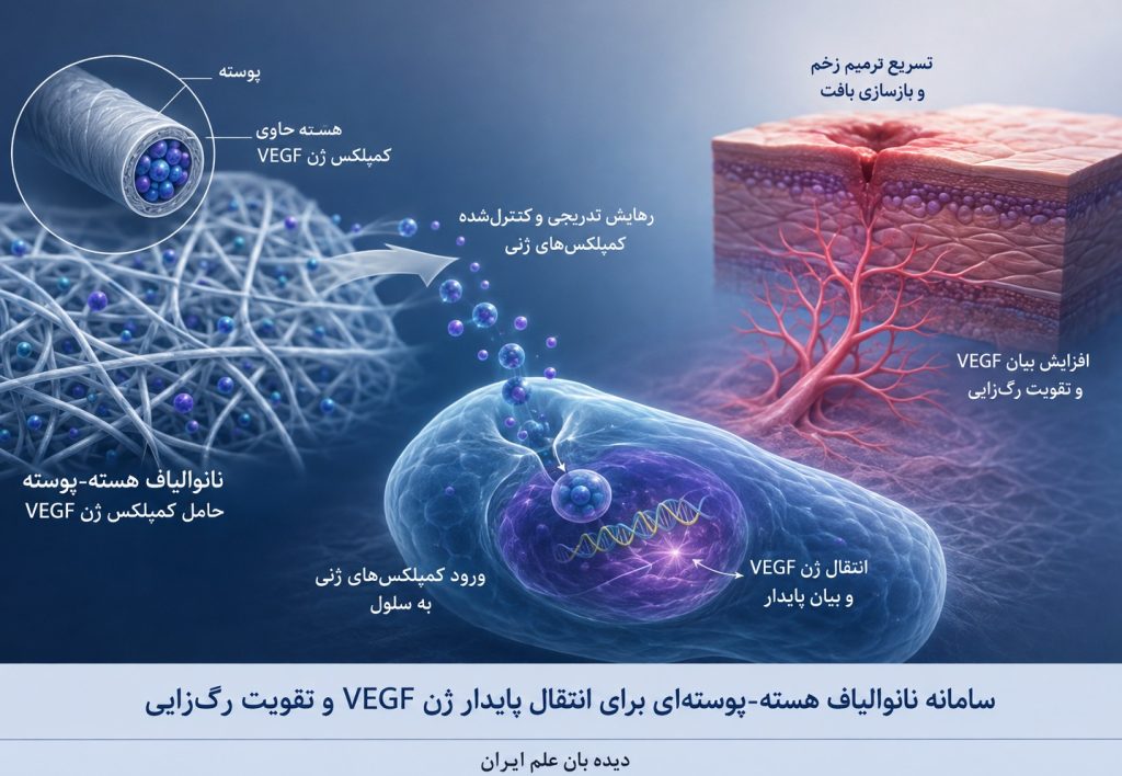 پژوهشگران ایرانی، بستر جدیدی برای ژن‌درمانی و رگ‌زایی طراحی کردند