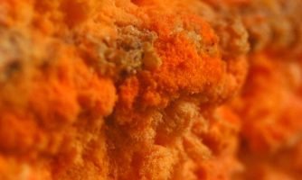 تبدیل پسماندهای صنعتی به محصولات باارزش با استفاده از قارچ خوراکی