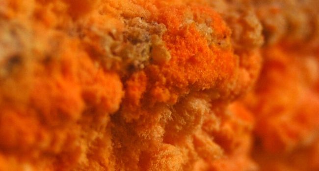 تبدیل پسماندهای صنعتی به محصولات باارزش با استفاده از قارچ خوراکی