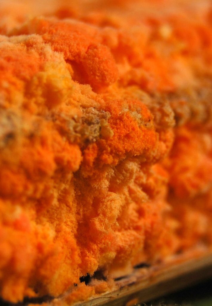 تبدیل پسماندهای صنعتی به محصولات باارزش با استفاده از قارچ خوراکی