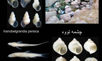 چشمه تووه