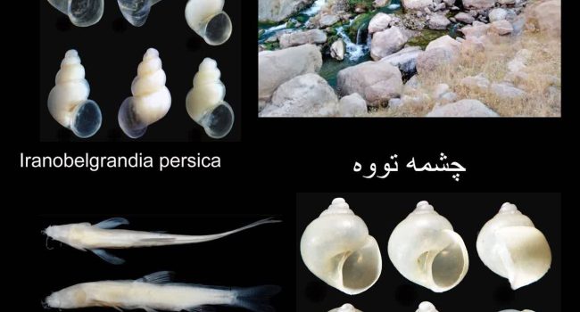 چشمه تووه، گنجینه‌ای زیرزمینی با سه گونه «ماهی کور» و گونه‌های جدید غارزی